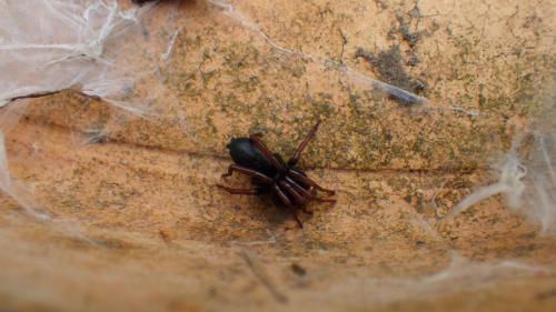 Trachyzelotes pedestris